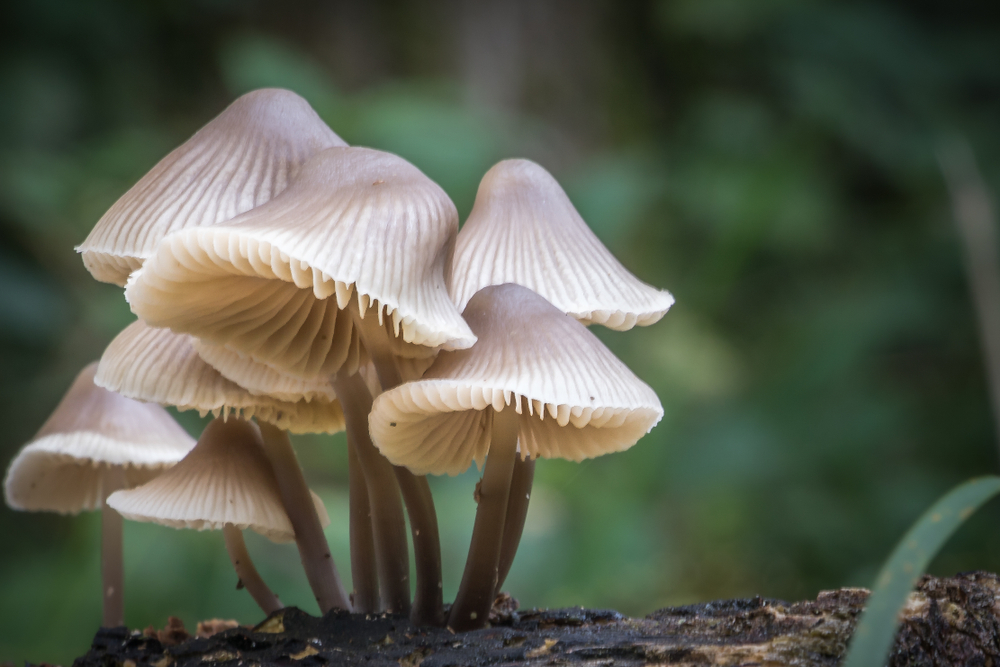 Grow on Them Like a Fungus | Windus Fernandez Brinkkord | SUE Talk