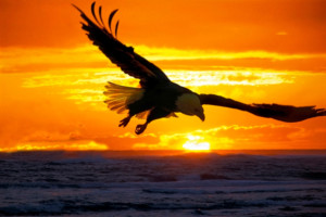 Take Command and Control of Your Leadership and Soar!